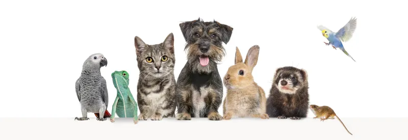 nama-nama hewan dalam bahasa inggris pets