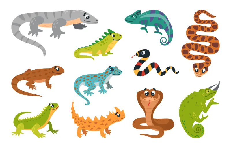 nama-nama hewan dalam bahasa inggris reptil
