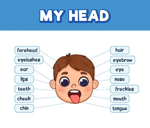 anggota tubuh dalam bahasa Inggris kepala