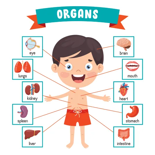 anggota tubuh dalam bahasa Inggris organ