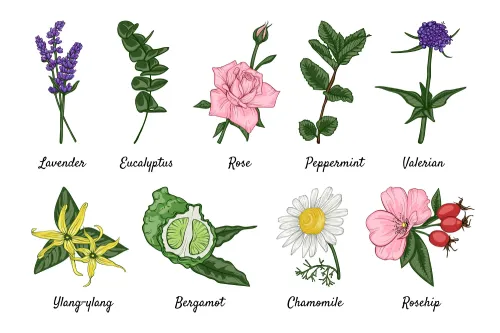 nama nama bunga dalam bahasa inggris