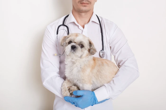 dokter-hewan