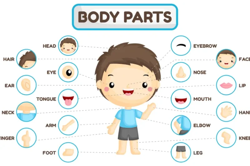 anggota tubuh dalam bahasa inggris